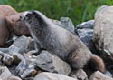 Marmota caligata